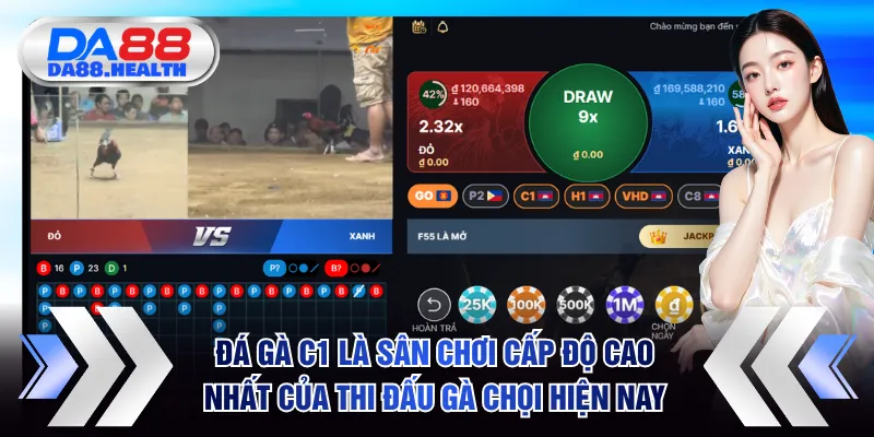 Đá gà C1 là sân chơi cấp độ cao nhất của thi đấu gà chọi hiện nay