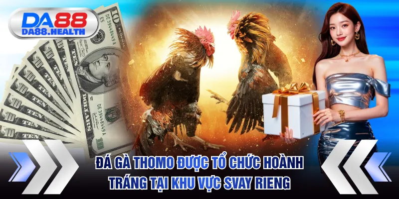 Đá gà Thomo được tổ chức hoành tráng tại khu vực Svay Rieng